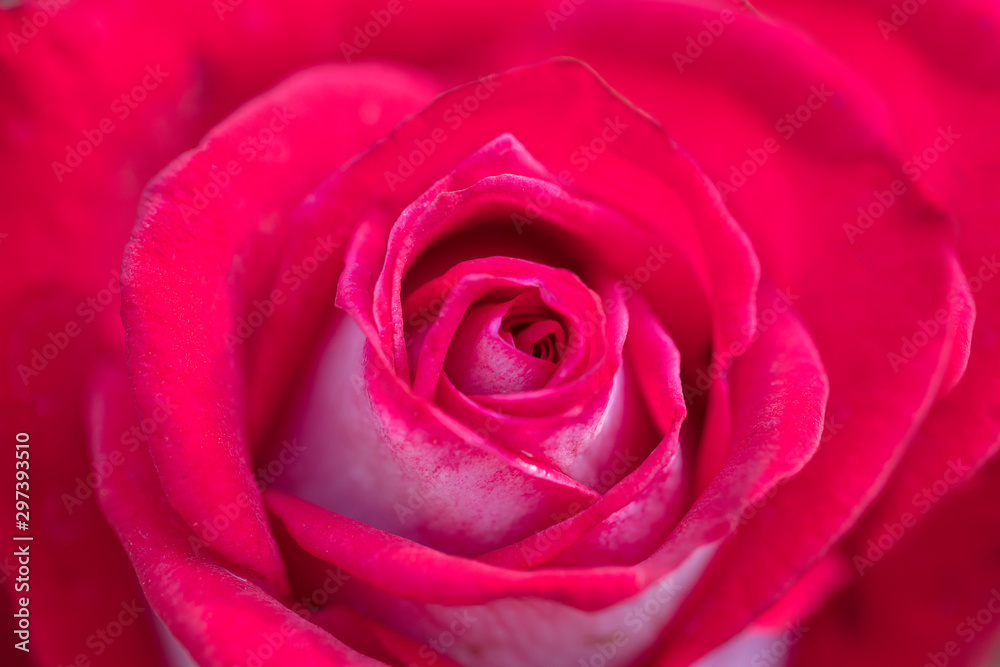 Large red close-up background rose Large red close-up background rose