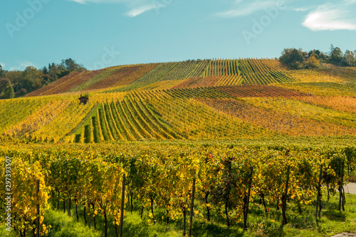 Vineyard with autumnal colors stretching up to the sky