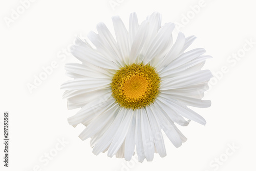 Chamomile flower on a white background close-up.
