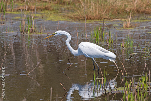 Great Egret Hunting in a Marshland