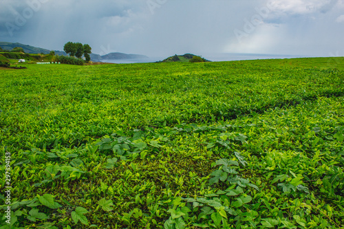 Cha Gorreana tea plantation on the island of Sao Miguel, Azores, Portugal