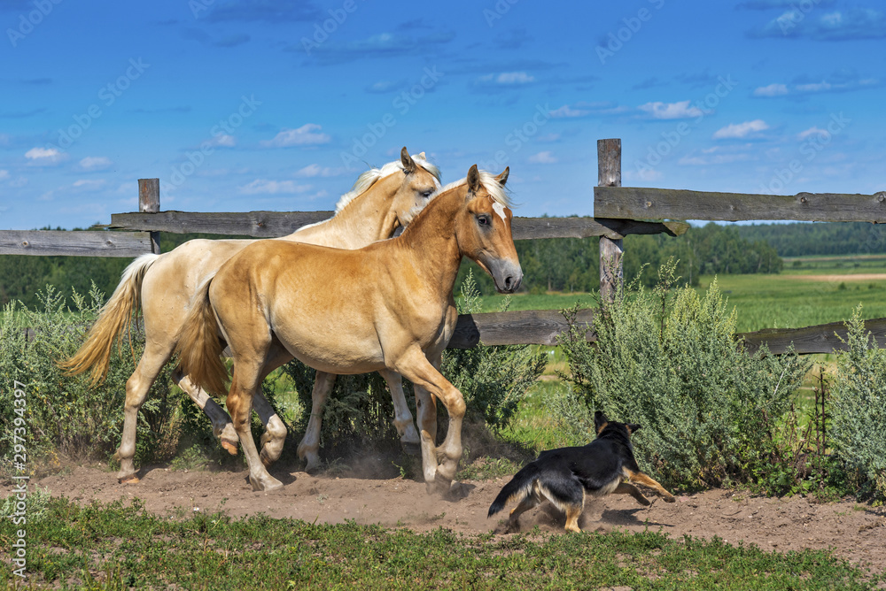 A pair of horses frolic in the paddock. Photographed in the summer afternoon. A pair of horses frolic in the paddock. Photographed in the summer afternoon.
