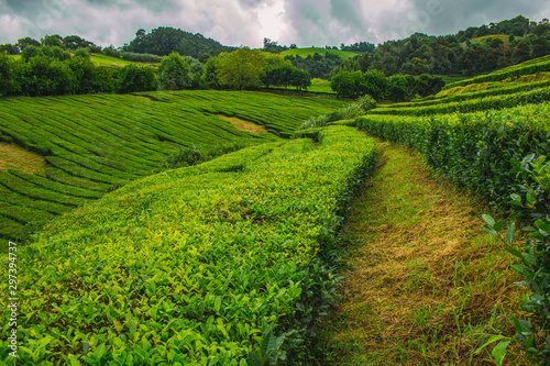 Cha Gorreana tea plantation on the island of Sao Miguel  Azores  Portugal