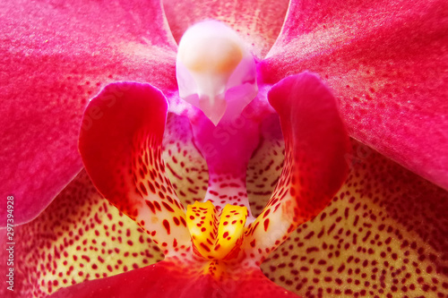 detail of red orchidea