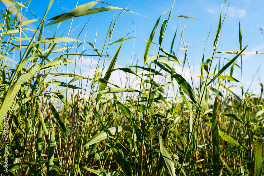grass and blue sky grass and blue sky