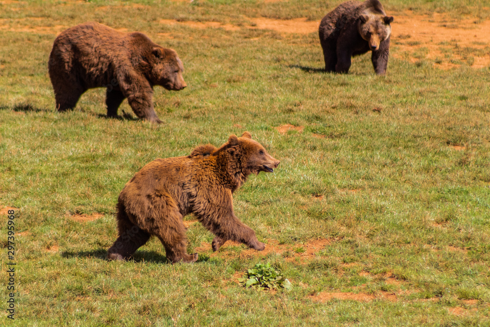 Brown bears enjoying in a green meadow Brown bears enjoying in a green meadow