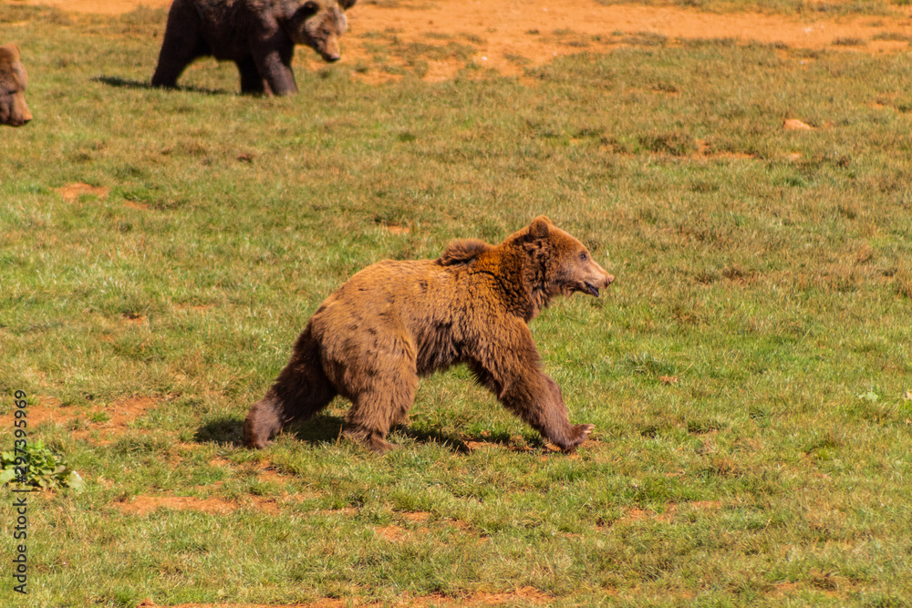 Brown bears enjoying in a green meadow Brown bears enjoying in a green meadow