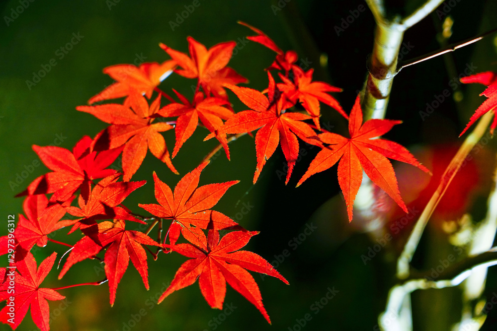 Maple leaves displayed at night in autumn in Japan. Maple leaves displayed at night in autumn in Japan.