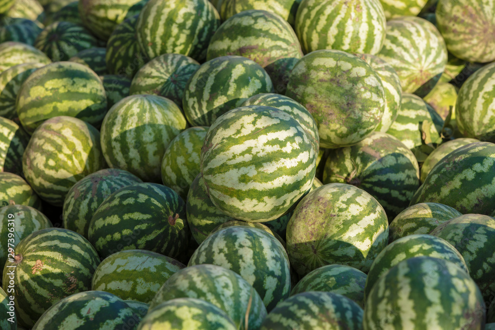 Fototapeta premium Background many watermelons of different sizes