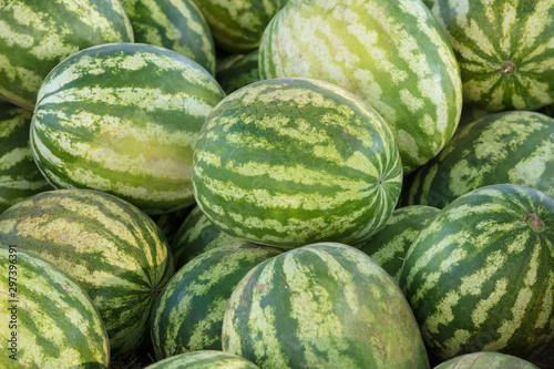 Background many large sized watermelons
