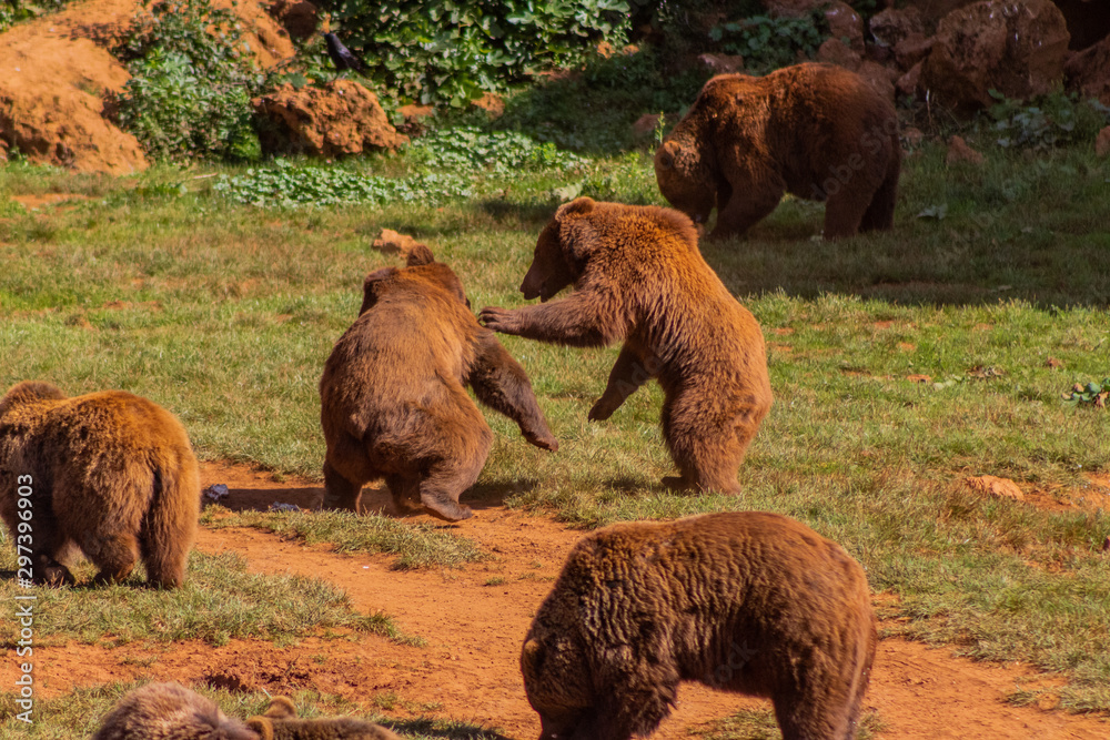 Fototapeta premium Brown bears enjoying in a green meadow