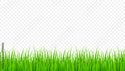 Green Grass Border, field lawn. Vector Illustration