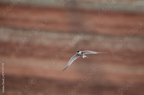 The Flight of Tern