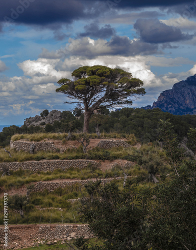 arbol
