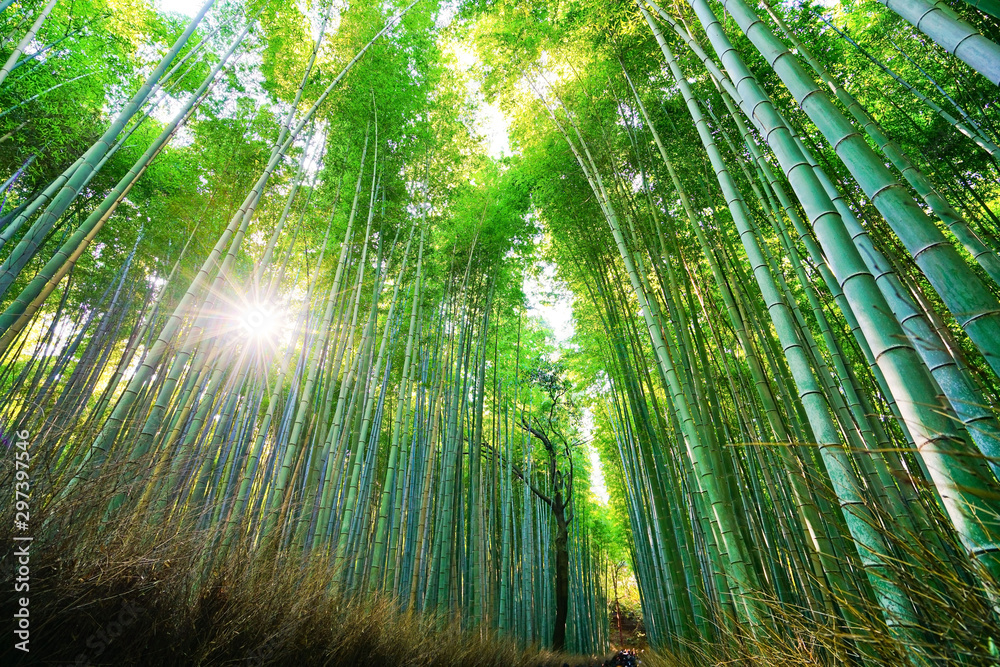 View of the bamboo forest at Mount Arashi in Kyoto, Japan. View of the bamboo forest at Mount Arashi in Kyoto, Japan.