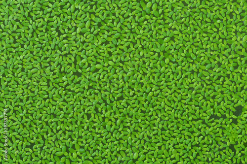 Natural Green Duckweed (Lemna perpusilla Torrey) on The water for background or texture. photo