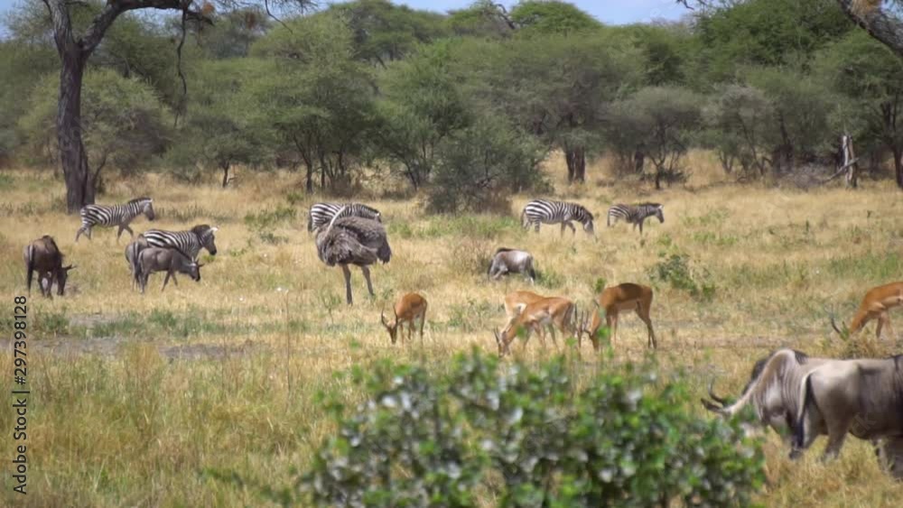 Savanna Harmony in Tanzania National Park, Slow Motion, Ostrich, Zebra, Wildebeest, Erand Antilope Savanna Harmony in Tanzania National Park, Slow Motion, Ostrich, Zebra, Wildebeest, Erand Antilope