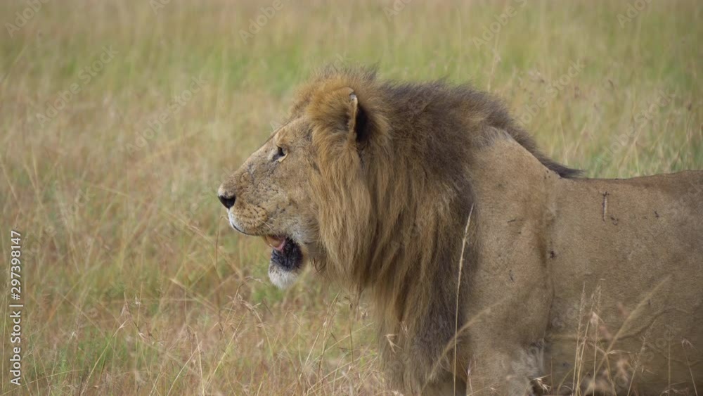 Adult Male Lion Close Up, Seeking For Prey Victim in African Savanna. Wild Animal in Natural Habitat Adult Male Lion Close Up, Seeking For Prey Victim in African Savanna. Wild Animal in Natural Habitat