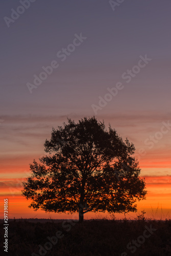 Fototapeta Naklejka Na Ścianę i Meble -  tree at sunset