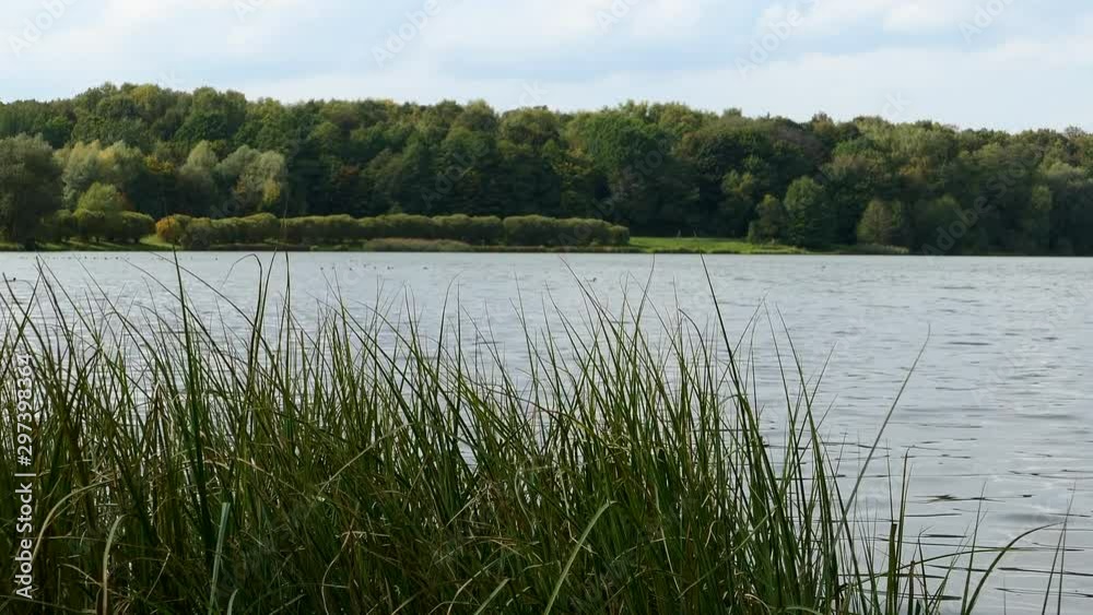 Autumn Green Grass Swaying From The Wind Against A Pond. Autumn Green Grass Swaying From The Wind Against A Pond.