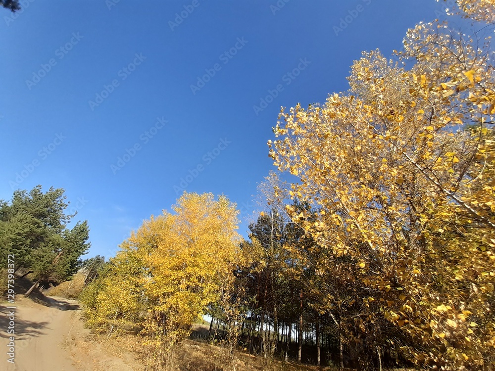 Obraz premium tree in autumn