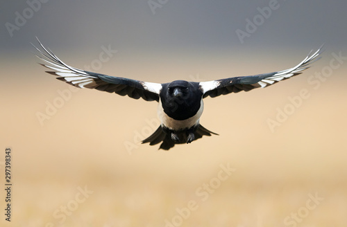 Fototapeta Magpie in flight (pica pica)