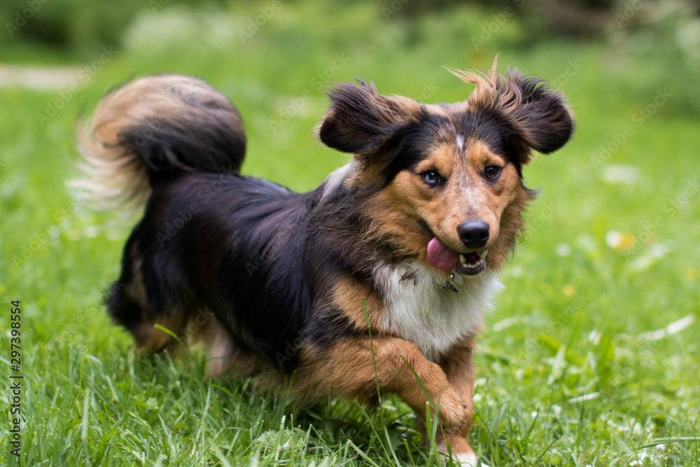Goofy dog Goofy dog