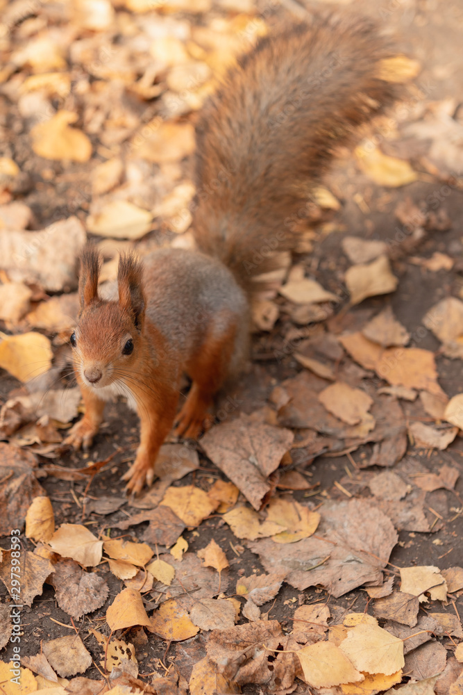 Squirrel in the autumn forest