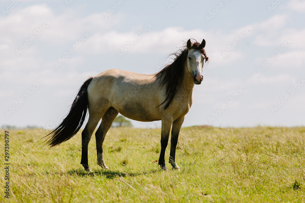 Obraz premium Cavalos