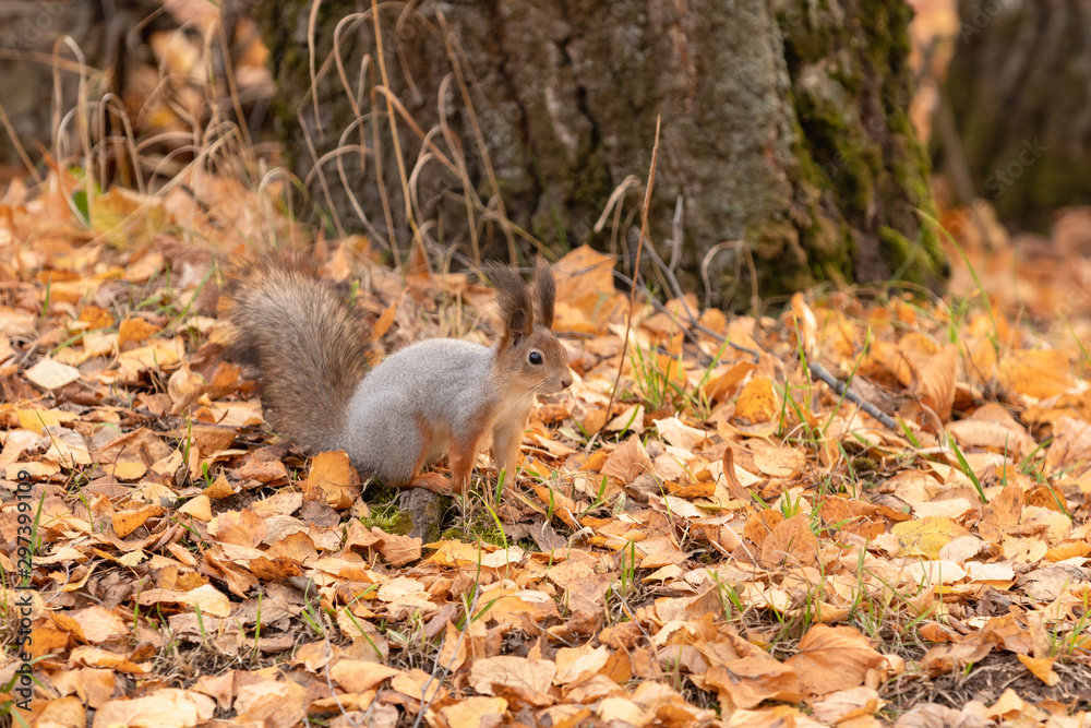 Squirrel in the autumn forest Squirrel in the autumn forest