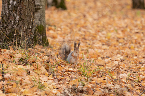Squirrel in the autumn forest