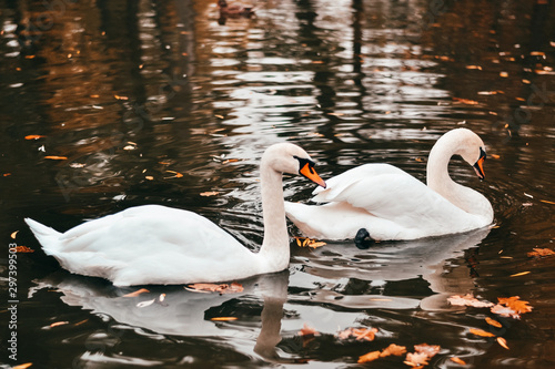 two large white swans in an autumn lake with fallen leaves