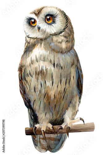 watercolor eagle owl, bird illustration is drawn on an isolated white background