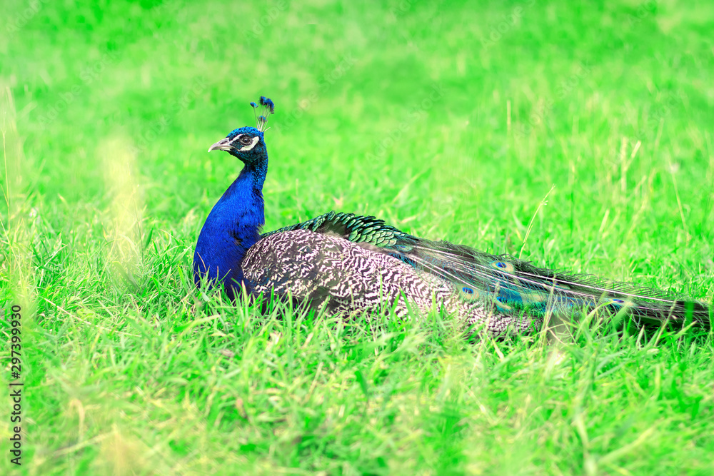 Fototapeta premium Bright colorful beautiful proud male peacock lies in green lush grass in an open aviary in a zoo. Side view, copy space