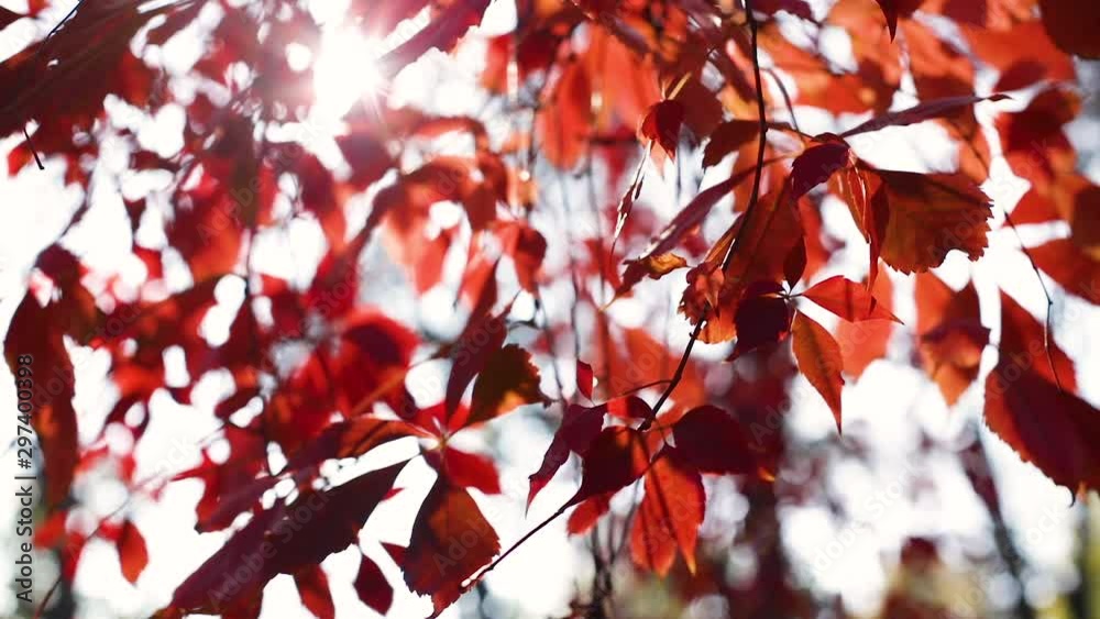 Autumn time - autumn colors. Leaves of grapes of various shades of red, raspberry, burgundy, scarlet. Sun rays and glare. Autumn time - autumn colors. Leaves of grapes of various shades of red, raspberry, burgundy, scarlet. Sun rays and glare.