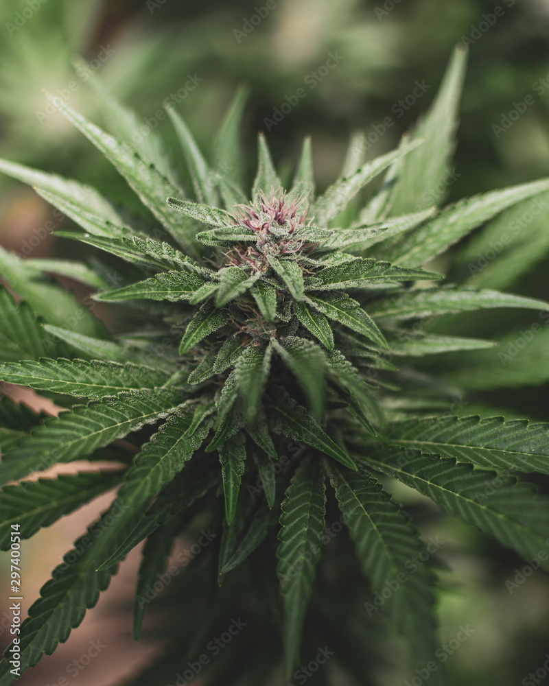 Marijuana Marijuana