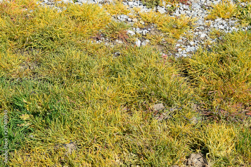 Glyphosate treated grass. Destruction of vegetation on soil sprinkled with crushed stone. effect of glyphosate on plants.