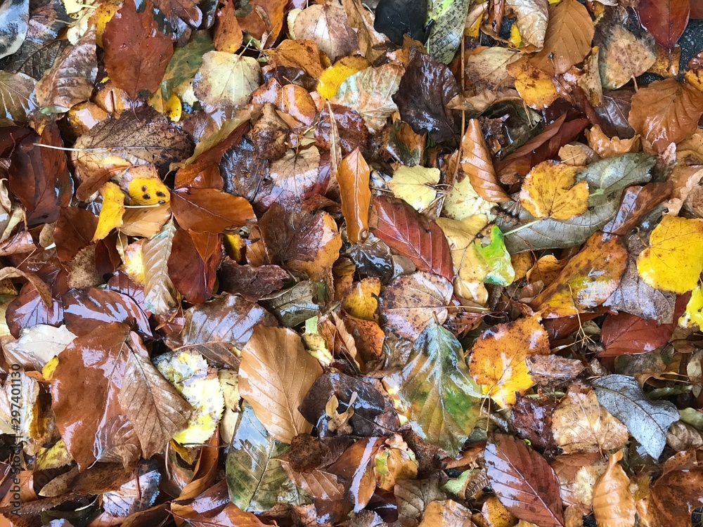 Autumn foliage. Can be used as background. Autumn foliage. Can be used as background.