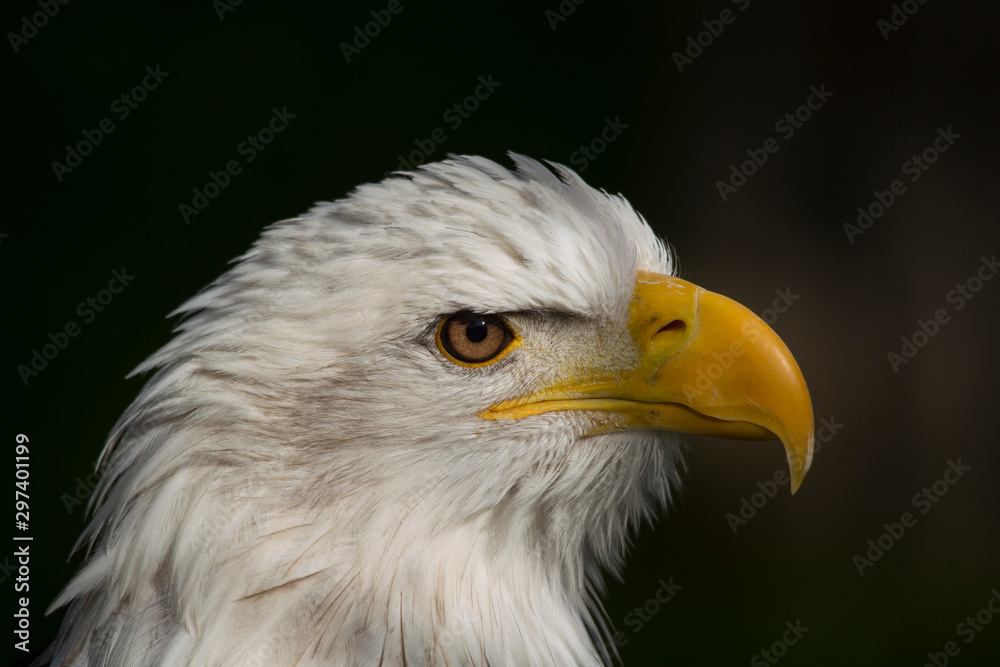 Portrait of a bird of prey Portrait of a bird of prey