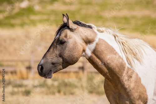 Wild Horses