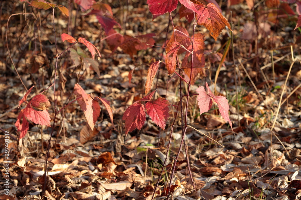 Beautiful October forest on a clear day Beautiful October forest on a clear day