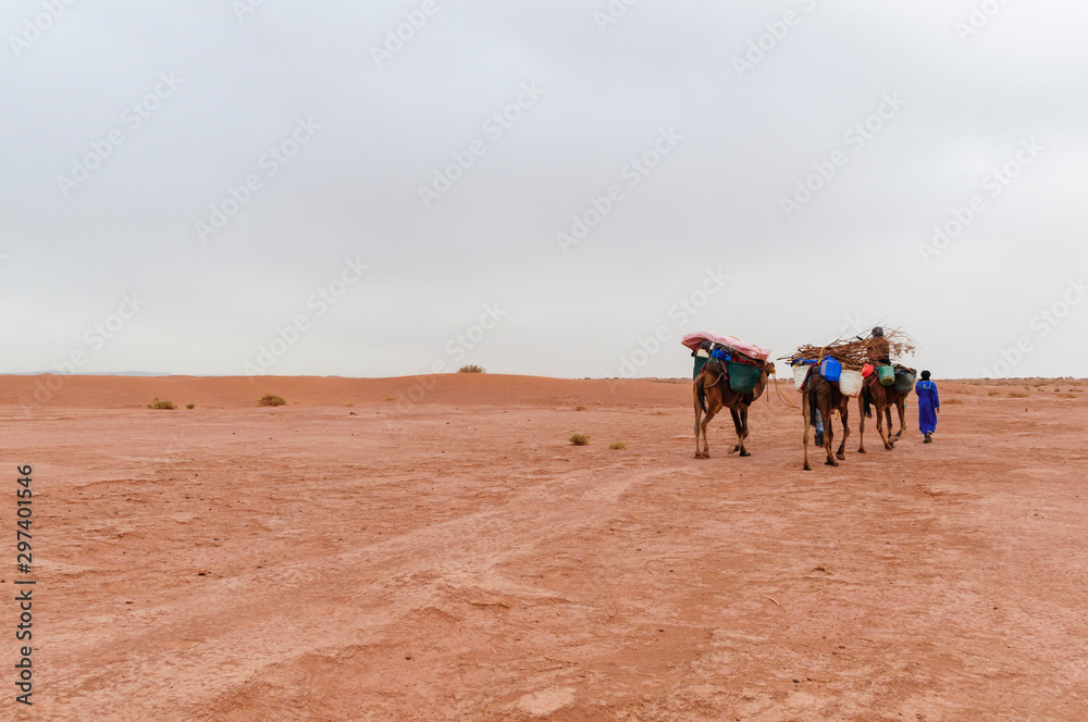 Camel caravan in the Sahara / Camel caravan and sand dunes in the Sahara, Morocco, Africa.