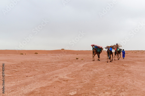 Camel caravan in the Sahara   Camel caravan and sand dunes in the Sahara  Morocco  Africa.