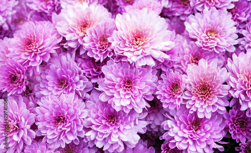 Pink chtysanthemum flowers background