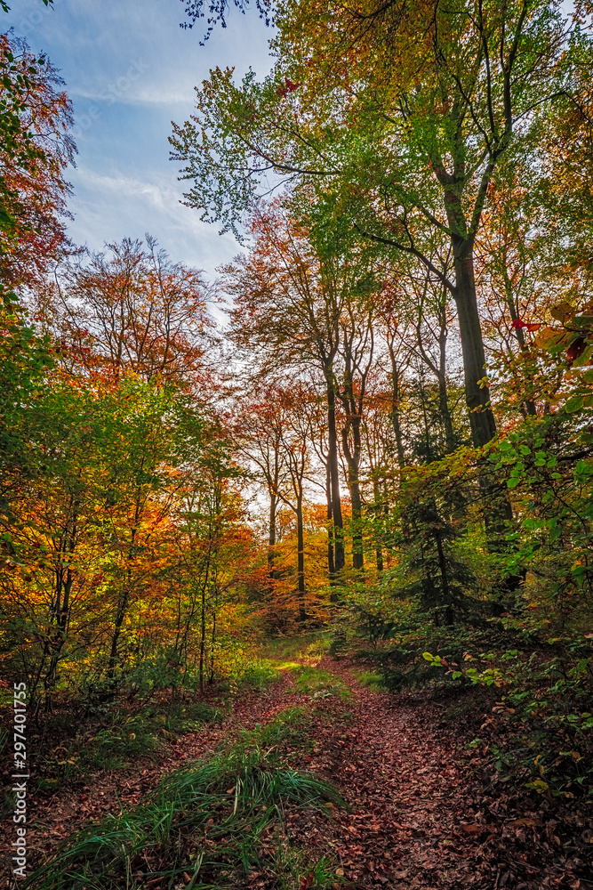 Falling Leaves in Autumn Forest Landscape, beautiful sunset colours in the woods, indian summer