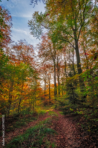 Falling Leaves in Autumn Forest Landscape, beautiful sunset colours in the woods, indian summer