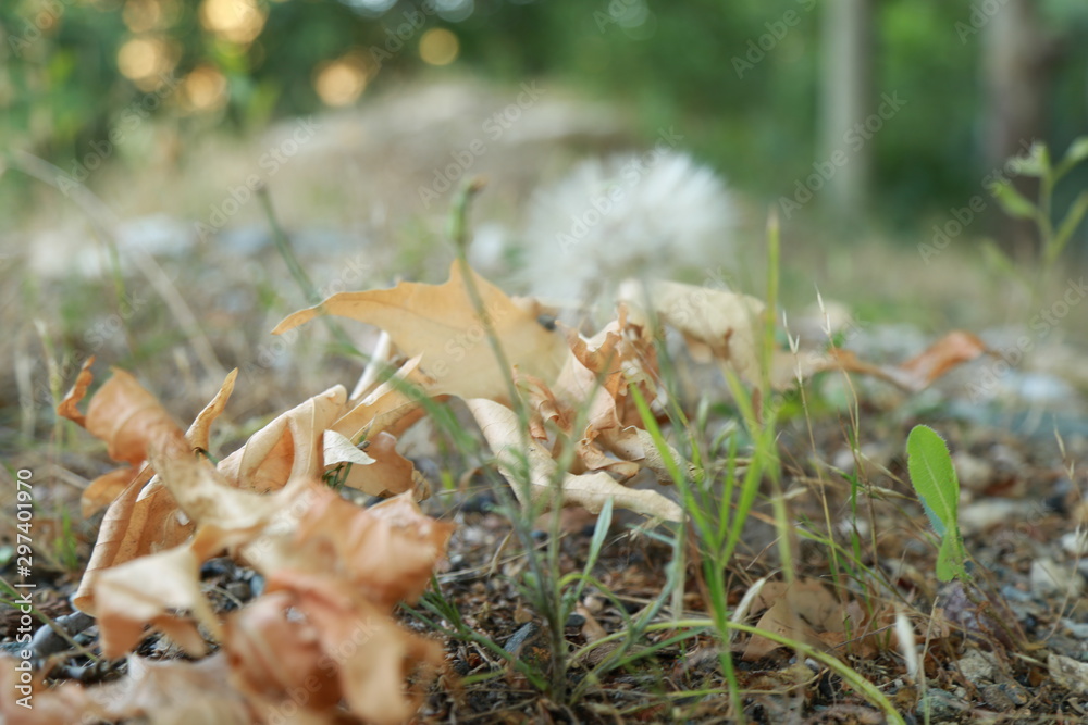 autumn autumn