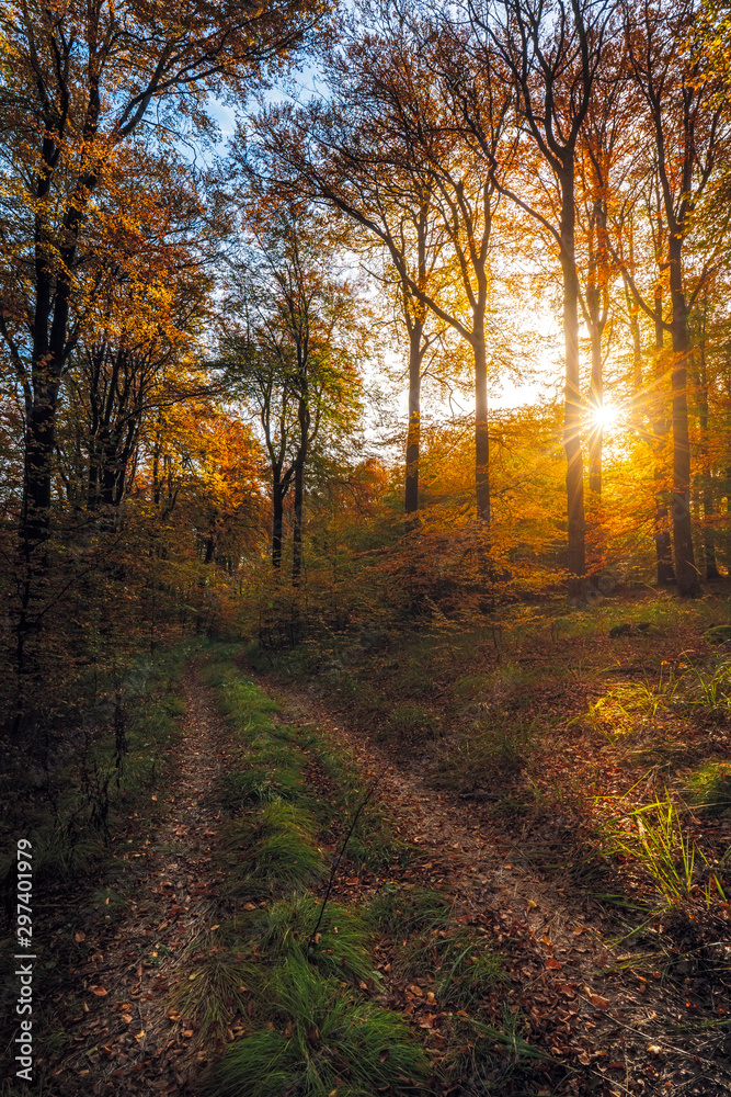 Falling Leaves in Autumn Forest Landscape, beautiful sunset colours in the woods, indian summer