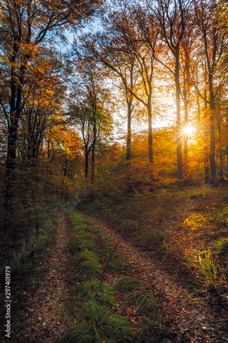 Falling Leaves in Autumn Forest Landscape, beautiful sunset colours in the woods, indian summer © RAW Digital Studio