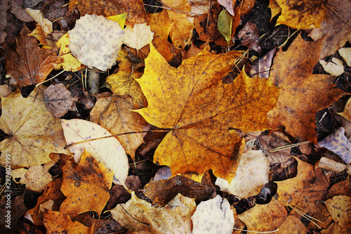 Yellow and brown various fallen leaves background